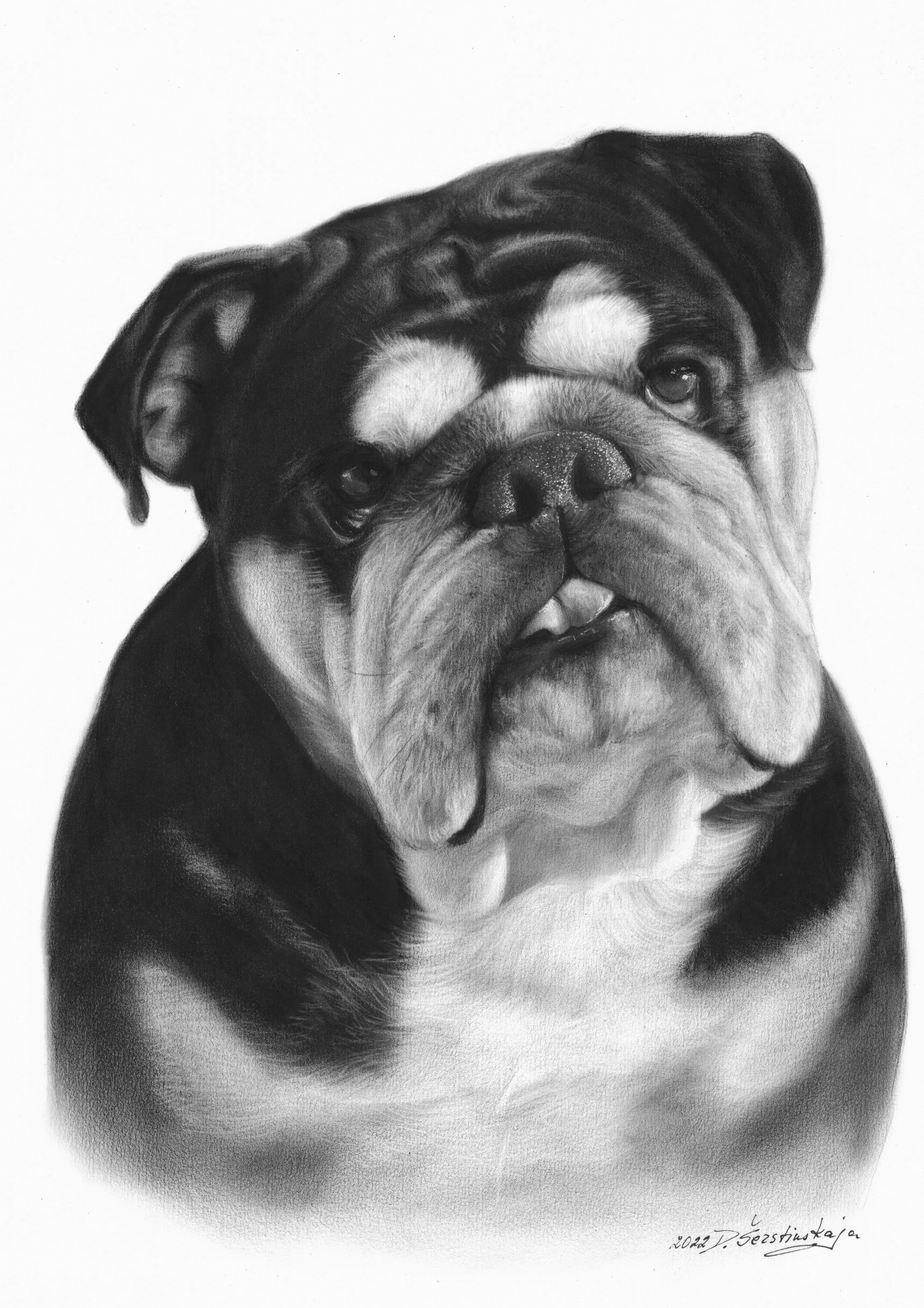 Roxy - English Bulldog in oils by Danguole Serstinskaja
