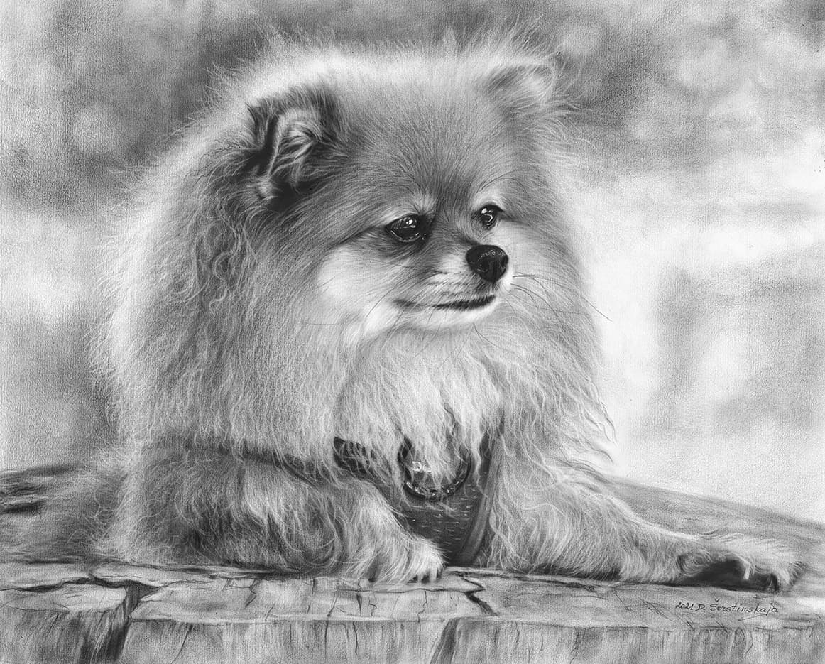 Olive - Pomeranian in oils by Danguole Serstinskaja