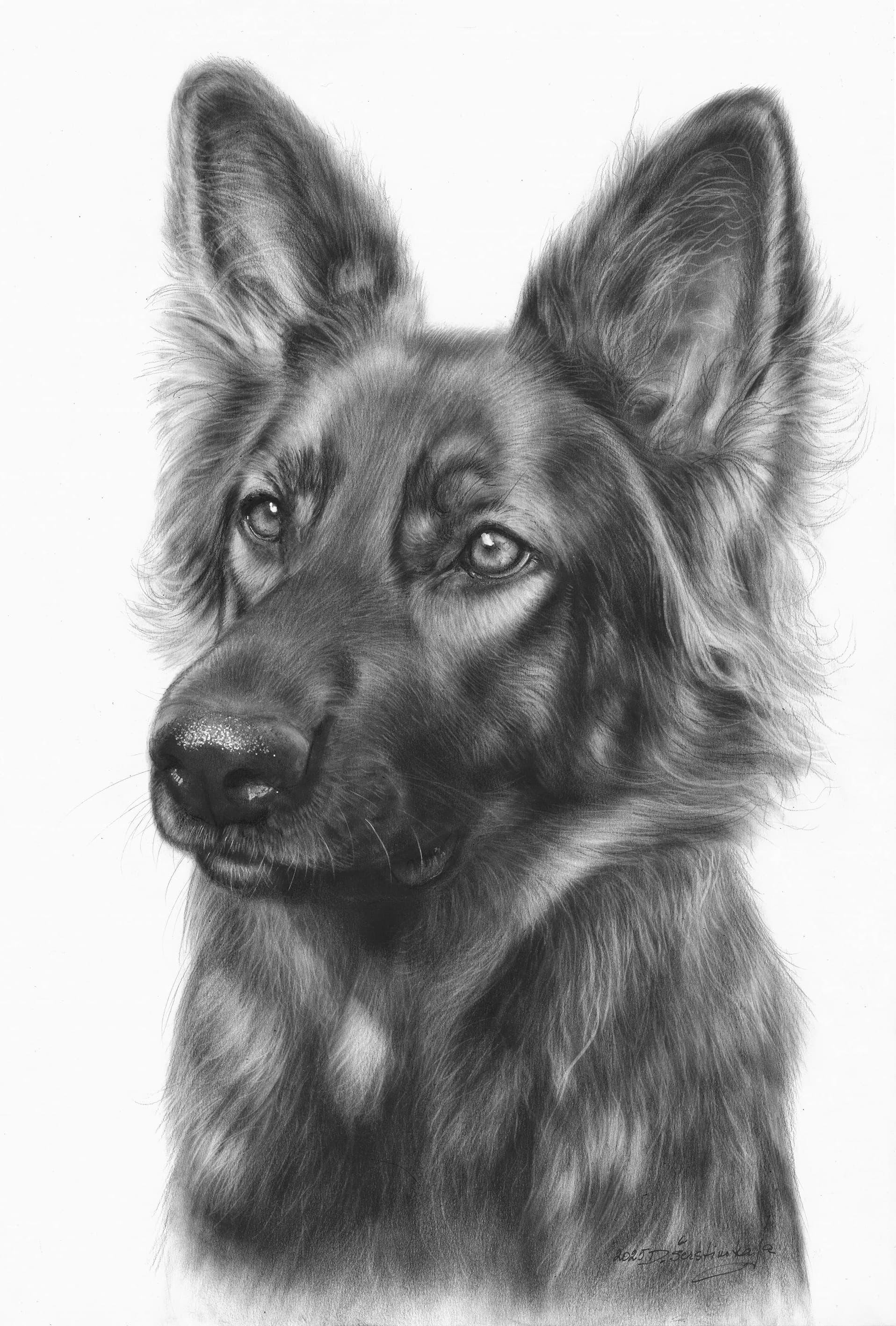 Ariane - German Shepherd in oils by Danguole Serstinskaja