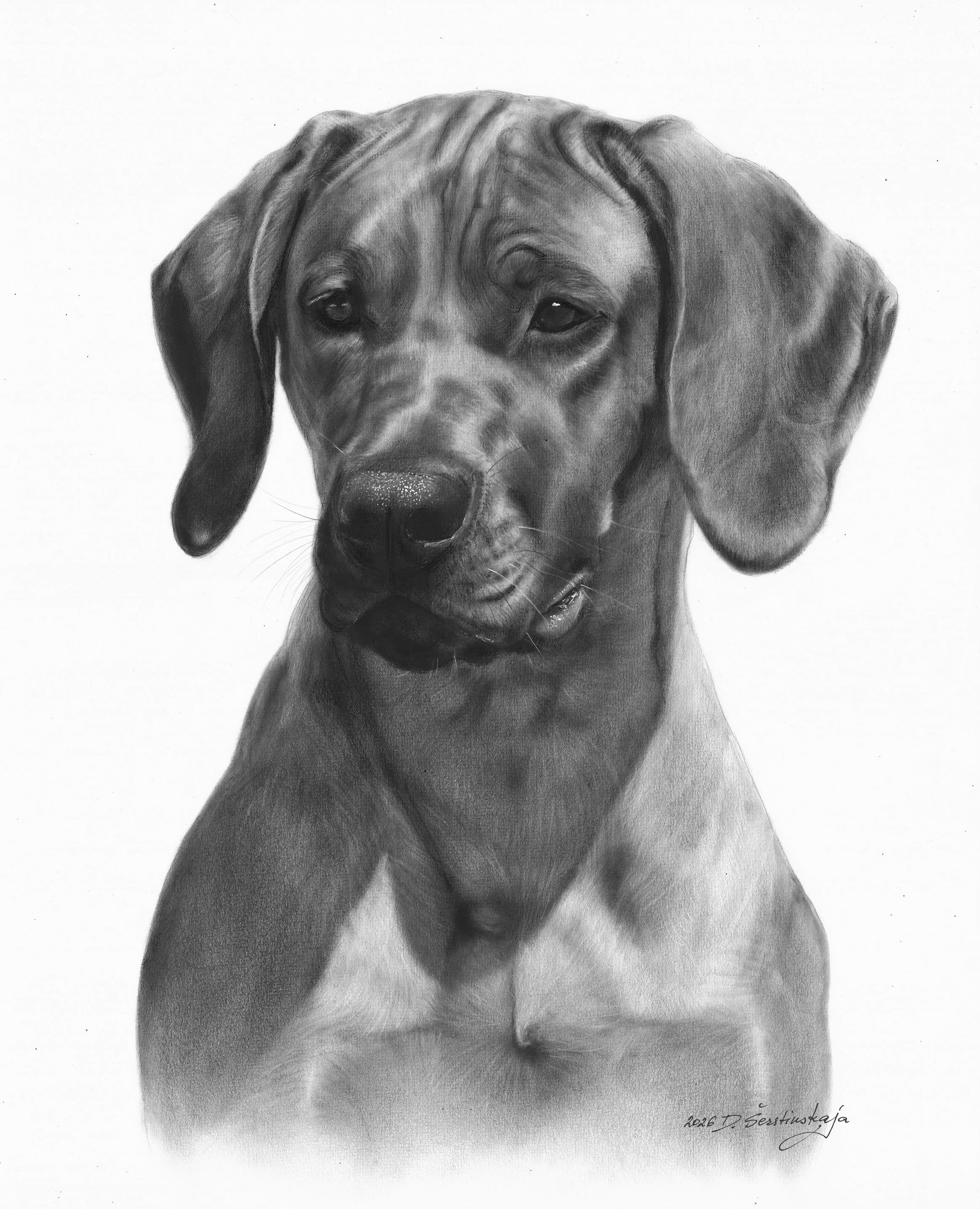 Dara-Rhodesian Ridgeback in oils by Danguole Serstinskaja